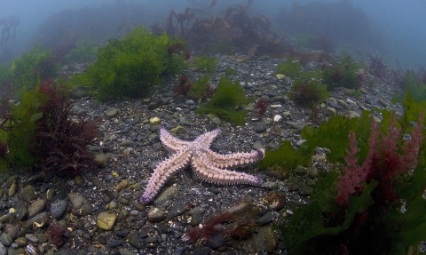 Spiny starfish