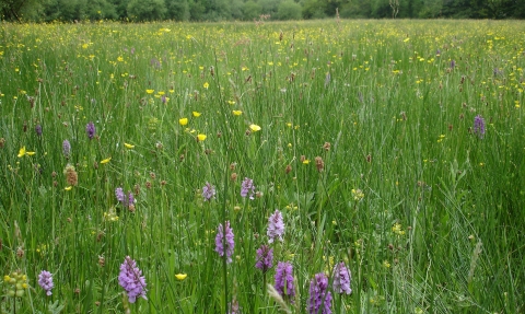 Culm grassland