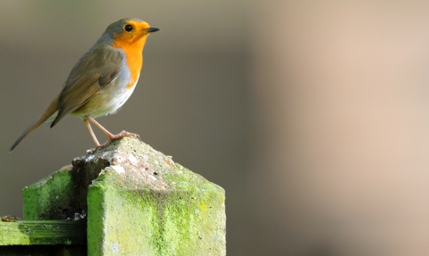 Robin on a fence post