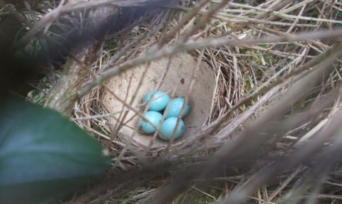Egg image