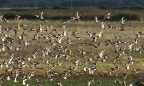 golden plover