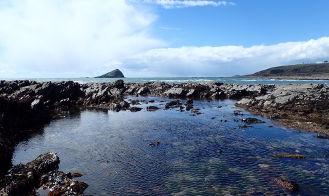 rockpool wembury