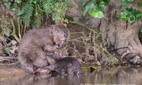 beaver mum with kits