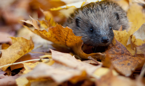 hedgehog