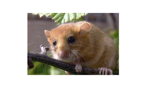 Dormouse