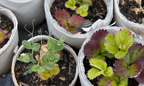 Plant pots from a community garden