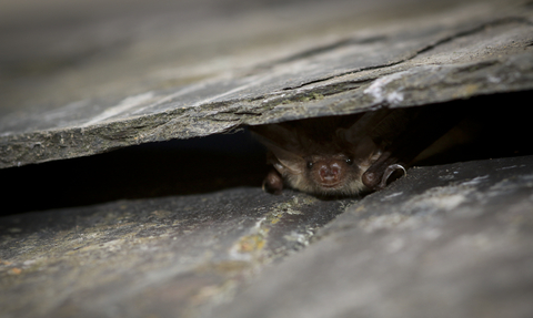 Brown long eared bat