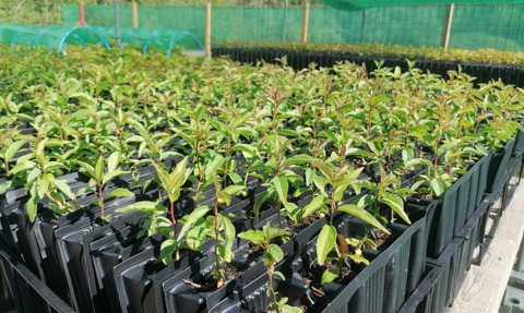 Tree saplings