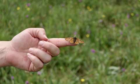 Marsh fritillary