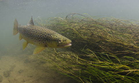 Brown trout swimming in river