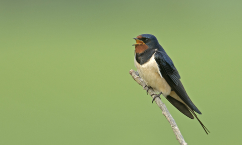 Swallow singing