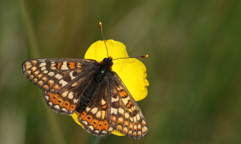 Marsh fritillary butterfly on a buttercup