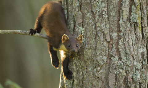 Pine marten climbing tree