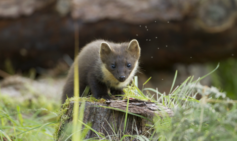 Pine marten on tree stump