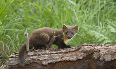 Pine marten on log