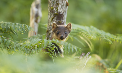 Pine marten looking at camera