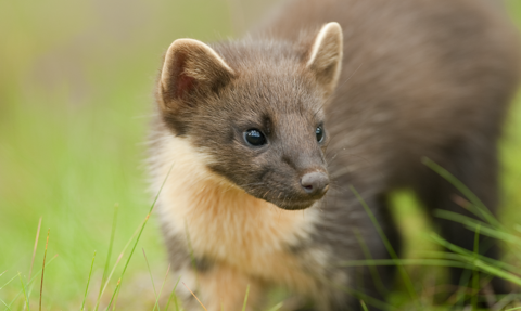 Close up of pine marten