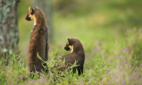 Two pine martens faced away from camera