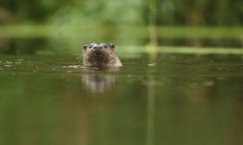 Otter looking at camera