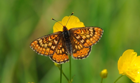 Marsh fritillary on a buttercup