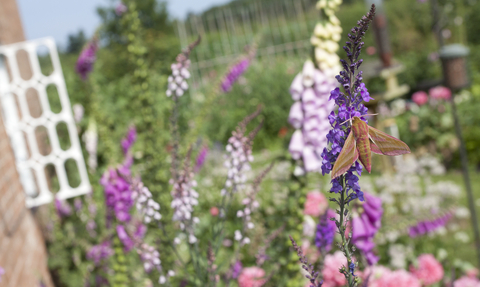 Elephant hawkmoth with wildlife garden and cottage in background