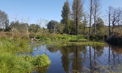 Photo of a wetland habitat