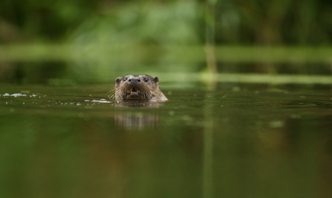 Otter in river