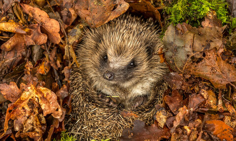 Hedgehog (prickly mammal with button nose) curled up in autumn leaves