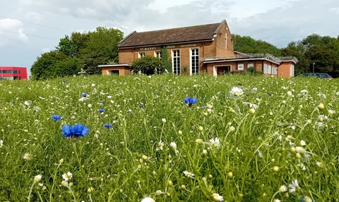 Wildflower meadow in bloom outside of a church