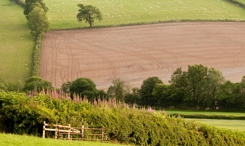 A patchwork of fields