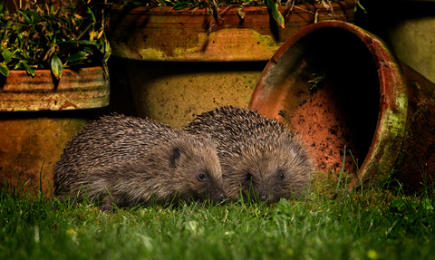 Hedgehog