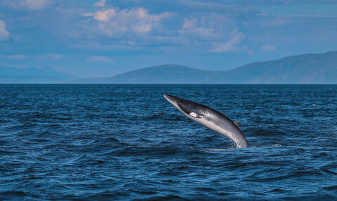 Minke whale breaching