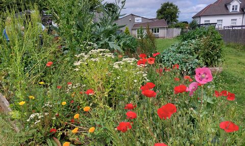 Flowers at Downhorn Park