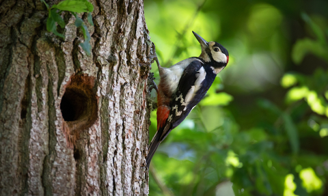 Greater spotted woodpecker