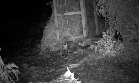 Pine marten Tm27 outside pen