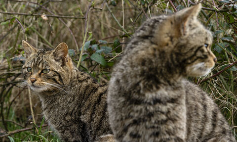 a pair of wildcats looking in opposite directions