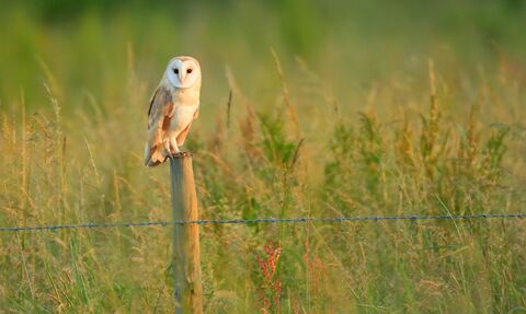 Barn owl perched