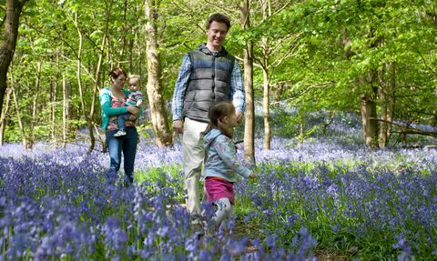 Family walking through bluebells
