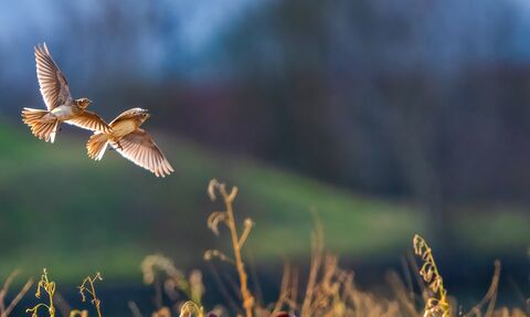 Pair of skylarks flying