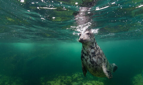 A female grey seal (Halichoerus grypus) submerges after taking a breath at the surface. 
