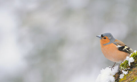 Chaffinch in snow