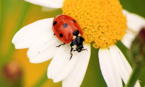 Ladybird sat on a daisy