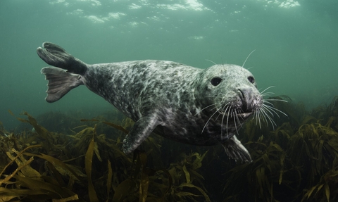 A young female grey seal by Alexander Mustard/2020VISION