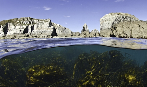 Kelp forest- Alexander Mustard/2020VISION