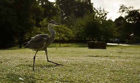 Description: grey heron juvenile (Ardea cinerea) walking through daisys in urban park, london, spring. Author: Bertie Gregory - 