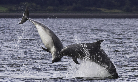 bottlenose dolphin Harry Hogg