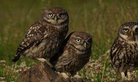 Owls - Russell Savory
