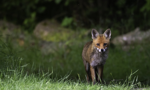 Young fox staring at camera with grassy background