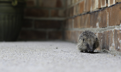 hedgehog by wall 