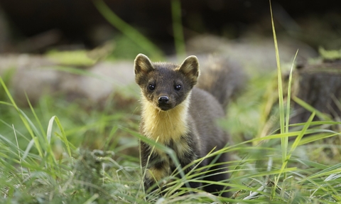 A pine marten standing in grass